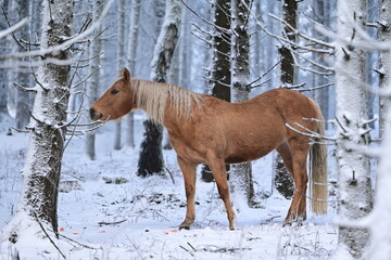 Pferd im M&auml;rchenwald. Wundersch&ouml;nes Pferd l&auml;uft frei durch komplett verschneiten Nadelwald