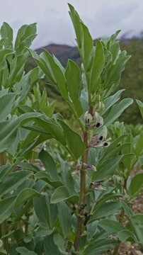 Flor y tallo de habas