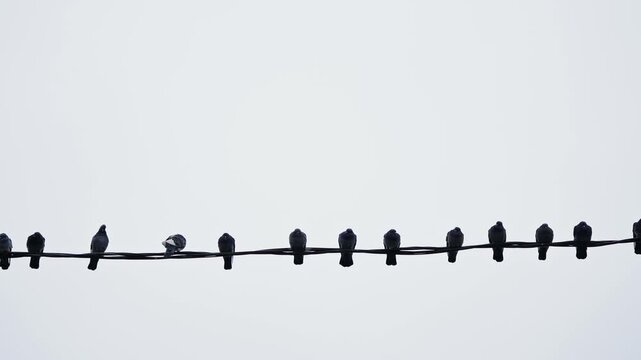 Minimalist scene of pigeons lined along a single wire against a pale, overcast sky, forming a rhythmic row of silhouettes with subtle changes between frames suggesting motion.