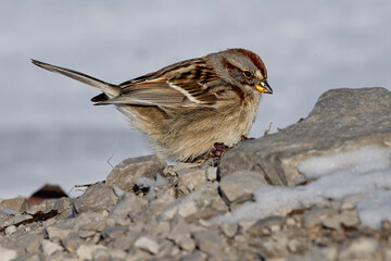 American Tree Sparrow