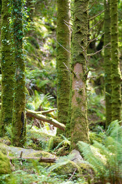 Dense humid forest near Torc Waterfall, one of most popular tourist attractions in Ireland, located in woodland of Killarney National Park. Ring of Kerry tourist route, Ireland.