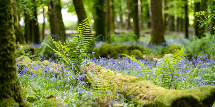 Bluebell flowers blossoming in a woodland in Ireland. Hyacinthoides non-scripta in full bloom in Irish forest.