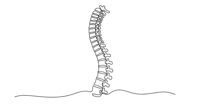 Illustration of human spinal column back view with vertebrae alignment. No editable stroke