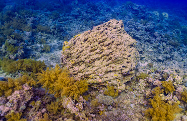 Rich biodiversity of Gordon Reefs dive site in the Red Sea. Cluster of orange/yellow hard coral, likely Pocillopora verrucosa, nestled among lush yellow and green soft corals (order Alcyonacea).