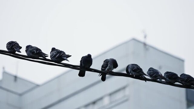 Flock of pigeons perched in a row on a utility wire beneath a pale overcast sky, with a muted urban apartment facade behind, capturing quiet city wildlife and subtle motion between frames