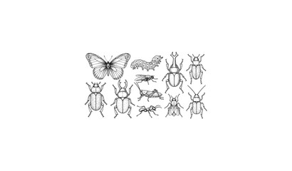 Vintage engraved butterfly caterpillar beetle insect vector set © MdJamanur