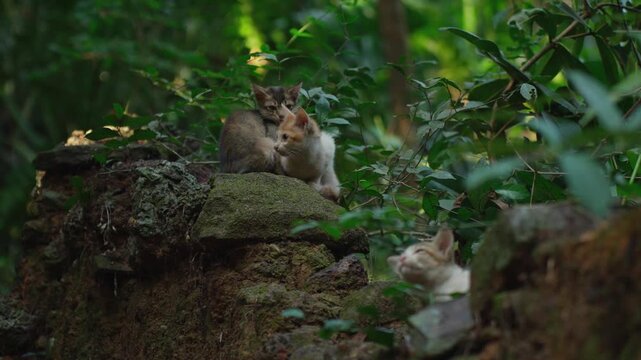 Forest Kitten Scene. Quiet Forest Setting Showcasing Curious Kittens On Ancient Stones. Peaceful Woodland Environment With Lively Kittens Exploring Mossy Rocks And Greenery