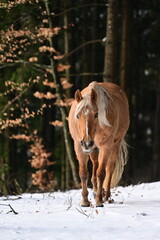 Sch&ouml;nes Pferd l&auml;uft frei &uuml;ber Schnee im Laubwald