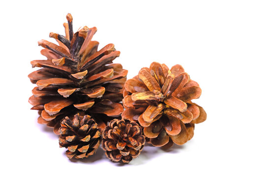  Kiefernzapfen vor wei&szlig;em Hintergrund in einer Nahaufnahme