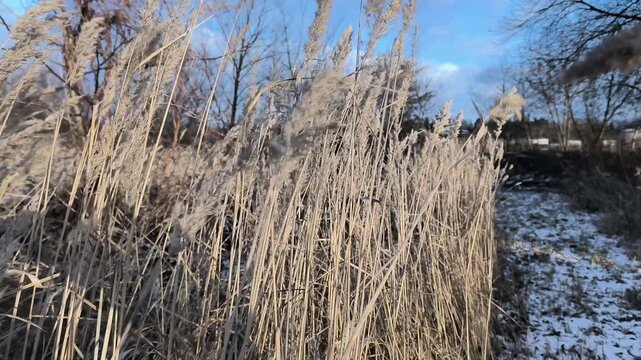 Suche trawy (trzciny?!) powiewające na wietrze na podmokłej łące zimą. Suche rośliny zimą kołyszą się w silnych podmuchach wiatru. Na ziemi widać niewielką ilość puszystego śniegu. W oddali droga.