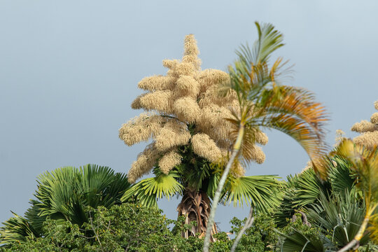 Flowering of the Talipot palm tree in Rio de Janeiro.