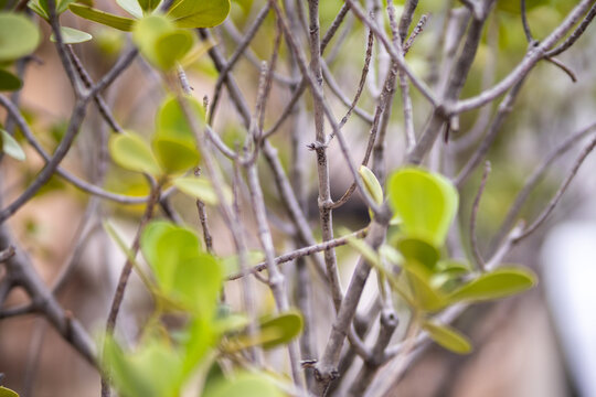 A plant known as Clusia Rosa in a garden in Rio de Janeiro.