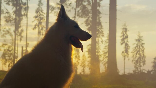 A wolf basks in the golden glow of a mystic forest