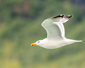 herring gull in flight