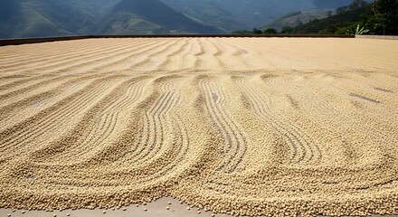 Green coffee beans drying under the sun on a vast concrete patio, arranged in rhythmic rows against a beautiful backdrop of verdant mountains. Essential step in traditional coffee processing.