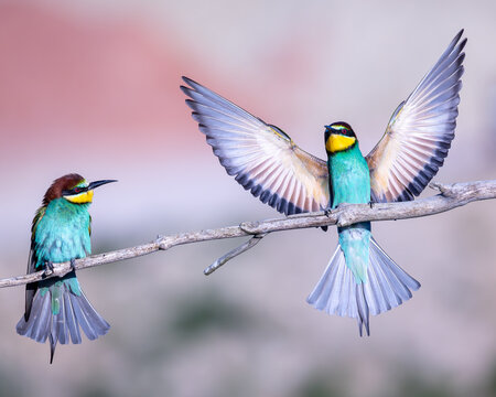 Bienenfresser, Bee-eater