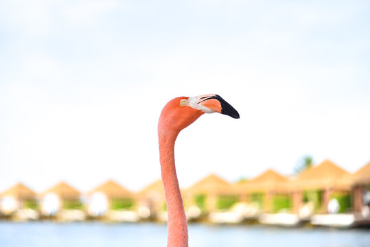 A Flamingo by the Beach on Caribbean Renaissance Island, Aruba