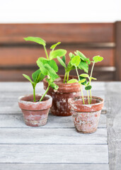Young pumpkin seedlings grow in rustic terracotta pots set on a wooden garden table, capturing a natural springtime scene of early cucurbit growth. Copy space.