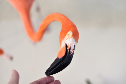 Flamingo by the Beach Interacting with Person on Caribbean Renaissance Island, Aruba