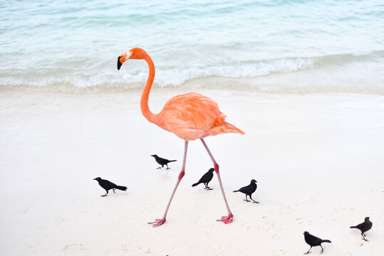 A Flamingo Walking by the Beach Surrounded by Black Birds on Caribbean Renaissance Island, Aruba