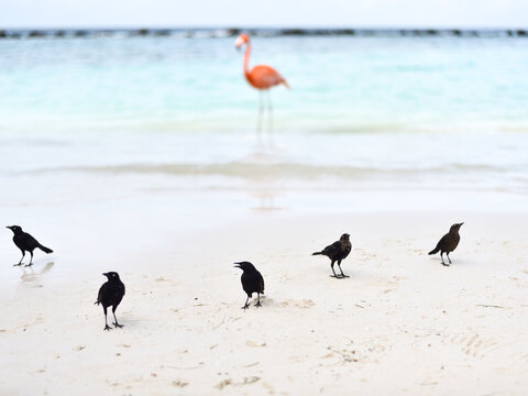 Black Birds by a Beach with a Flamingo in the Back on Caribbean Renaissance Island, Aruba