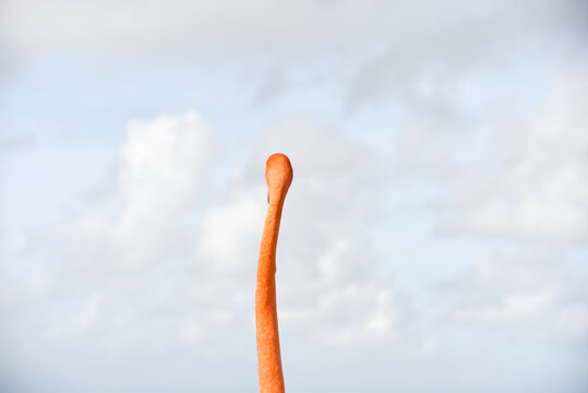 A Flamingo&rsquo;s Neck Seen from Behind on Caribbean Renaissance Island, Aruba