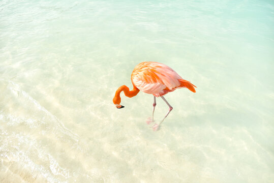 A Flamingo Walking in the Sea by a Beach on Caribbean Renaissance Island, Aruba