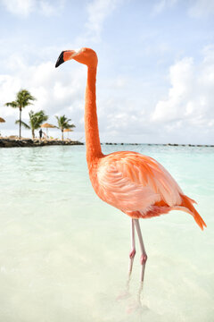 A Flamingo Walking in the Sea by a Beach on Caribbean Renaissance Island, Aruba