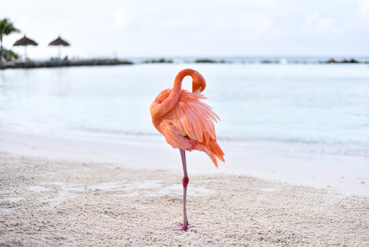 A Flamingo Cleaning Its Plumage by the Beach on Caribbean Renaissance Island, Aruba