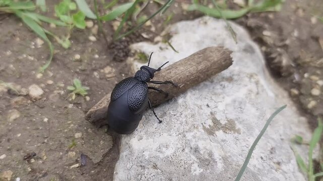A large black beetle climbs onto a thick stick in the middle of a forest during the day, surrounded by green grass.