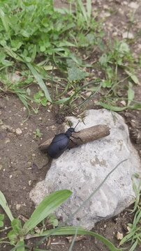 A large black beetle climbs onto a thick stick in the middle of a forest during the day, surrounded by green grass.	vertical sreen