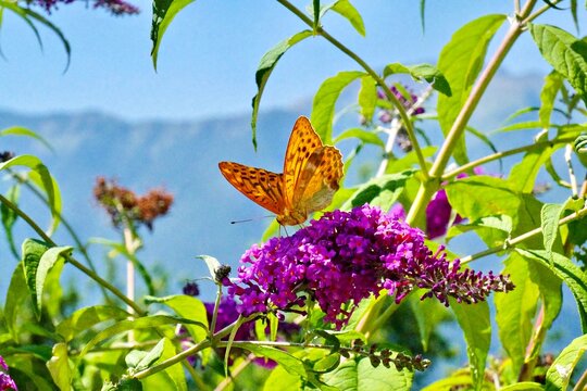 Schmetterling