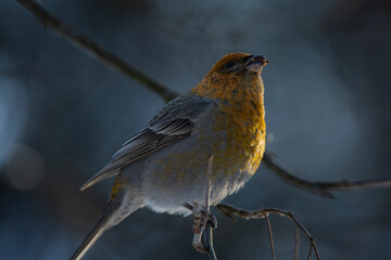 Obraz premium pinicola enucleator a bird sits on a branch in winter 