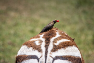 Fototapeta premium Close up of a red billed Oxpecker bird sat on the back of a Plains Zebra at Tala Game Reserve near Durban, South Africa