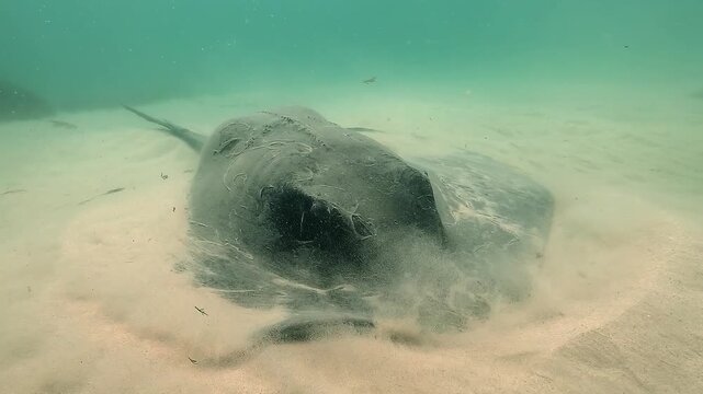A stingray lies half buried in the sand, remaining still while slowly revealing its long tail armed with a venomous spine, creating an impressive and potentially dangerous scene. 