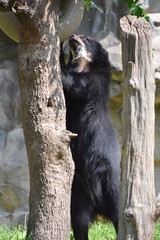 Curious Andean Bear Standing Up on Back Legs