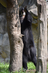 Andean Bear Standing Up on his Back Legs
