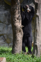 Tall Black and Tan Andean Bear Standing Up