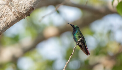 Green Breasted Mango