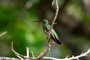 Green Breasted Mango