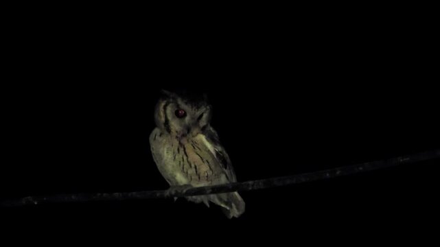 Indian scops owl (Otus bakkamoena) perched on a thin wire with its head turned slightly in a dark environment showcasing its distinctive features