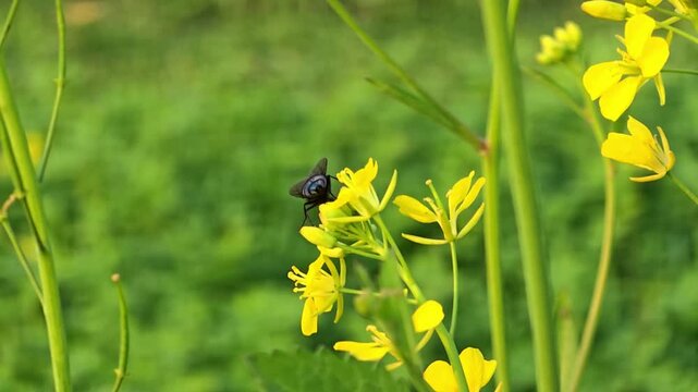 A close up of a Blue bottle fly insect perched on bright yellow flowers surrounded by green foliage in a natural setting
