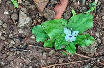 flower in the gardenSmall white aromatic kencur flower blooming on rocky soil