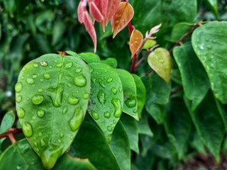 Fresh morning dew drops on green and red leaves