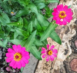 Beautiful pink zinnia flowers blooming in a lush garden