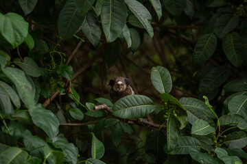 Obraz premium Um saguí no meio da folhagem verde escuro de um bosque.