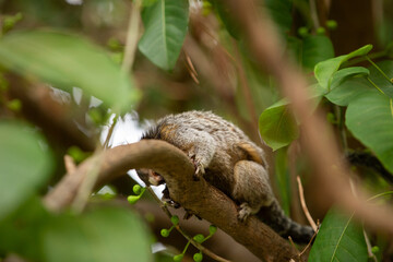 Obraz premium Um sagui empoleirado, entre folhas, pegando pequenos frutos para se alimentar, sobre o galho de uma árvore no bosque.