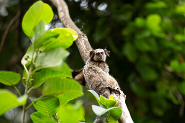 Obraz premium Um sagui fofo, empoleirado, subindo no galho de uma árvore no bosque.