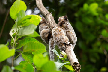 Obraz premium Três pequenos saguis empoleirados no galho de uma árvore no bosque.