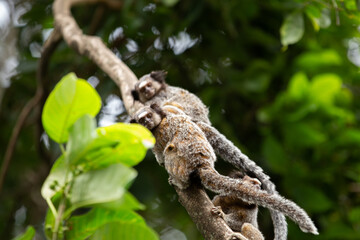 Fototapeta premium Três pequenos saguis empoleirados no galho de uma árvore no bosque.